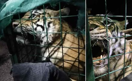 Capturan a feroz tigre de bengala merodeando por calles de Tlaquepaque, Jalisco