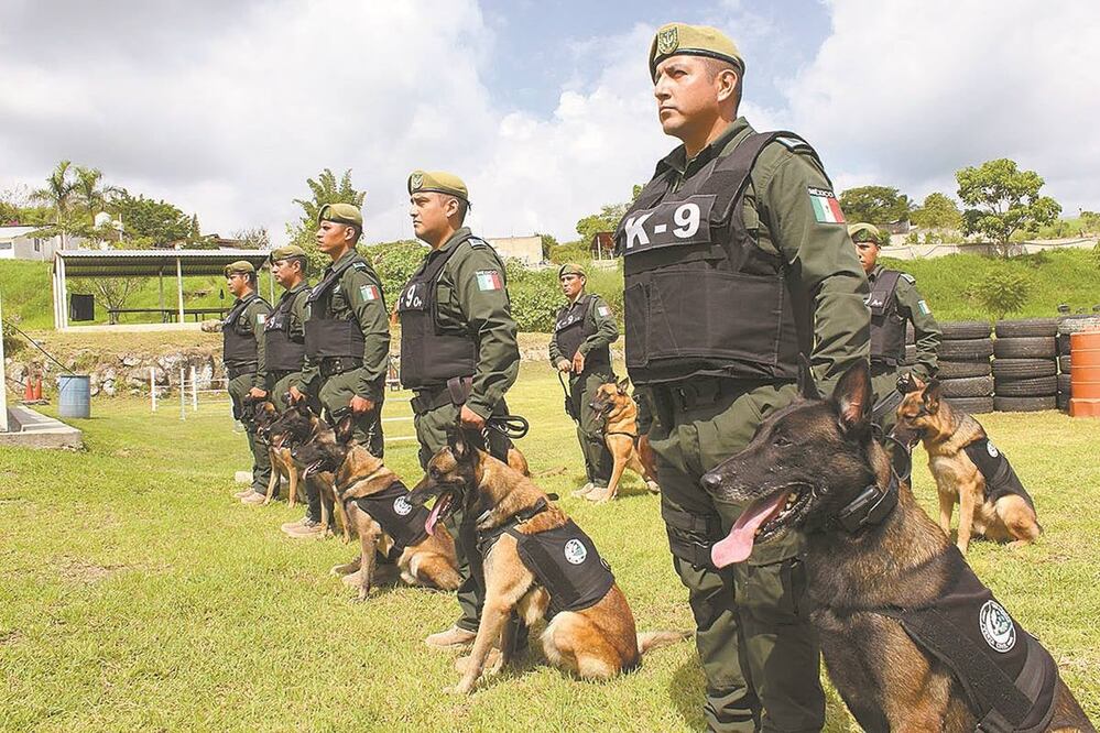 El agrupamiento K-9 de la Fuerza Civil de Veracruz está compuesto por 50 elementos policiacos y 36 agentes caninos. Fotos/ÉDGAR ÁVILA. EL UNIVERSAL