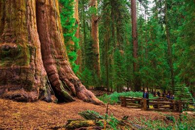 Dónde está General Sherman, el árbol más grande del planeta 
