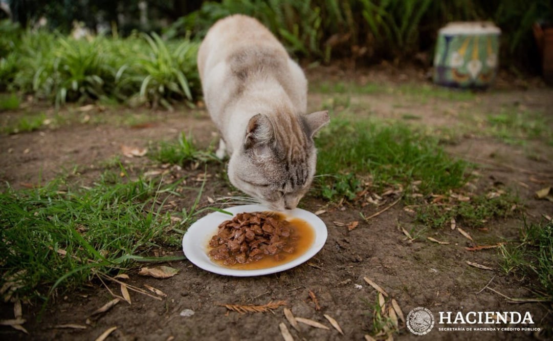 Los felinos volvieron al Jardín de la Emperatriz en Palacio Nacional. Foto: Especial 