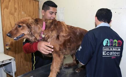 Centro de Atención Canina de Ecatepec salva vida de perros