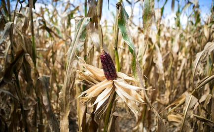 Denuncian biopiratería con maíz de comunidad mixe de Oaxaca