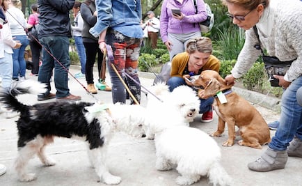Parque México, lugar de esperanza para dueños de mascotas extraviadas tras sismo