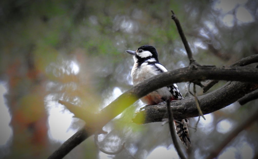 Las melodías de las aves han sido asociadas con el bienestar emocional. Foto: Canva