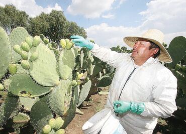 La tuna, “fruto” de la identidad nacional