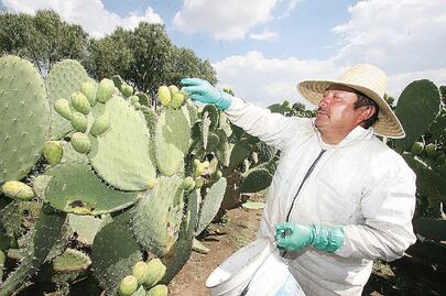 La tuna, “fruto” de la identidad nacional