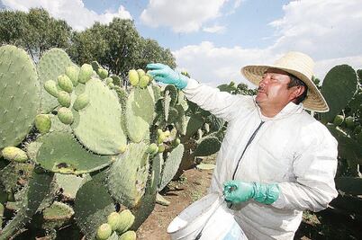 La tuna, “fruto” de la identidad nacional