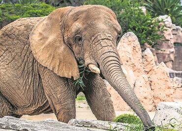 Ely, la elefanta en controversia: “Está contenta y es la más querida de América”