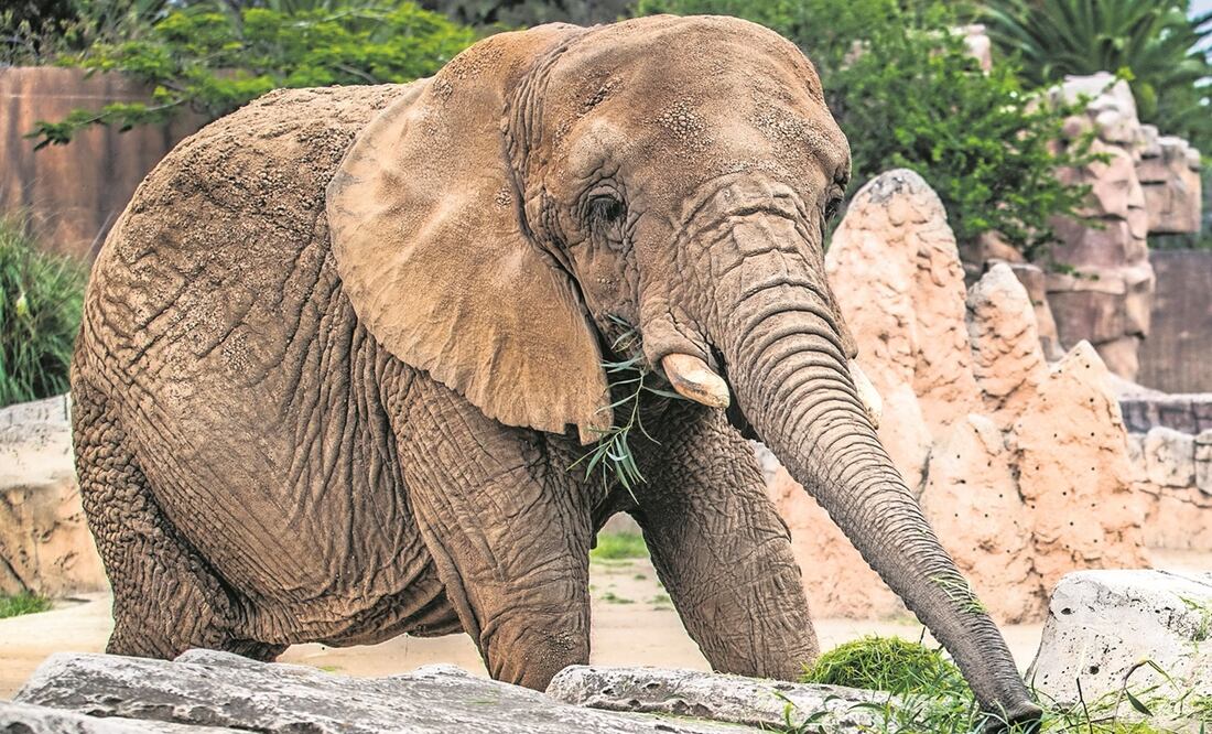 Ely, la elefanta en controversia: “Está contenta y es la más querida de América”