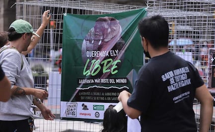 Gobierno de CDMX analiza si salud de elefanta Ely permite que sea llevada a un santuario