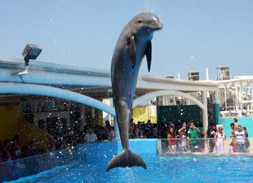 Avanza en Senado prohibir espectáculos con mamíferos marinos