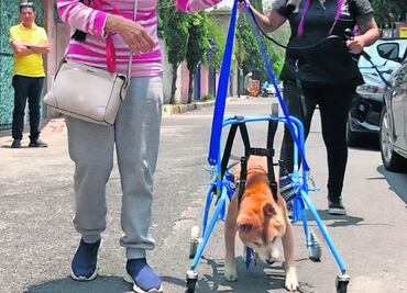 ¡Nada los detiene! Car-can da segunda oportunidad a mascotas para caminar