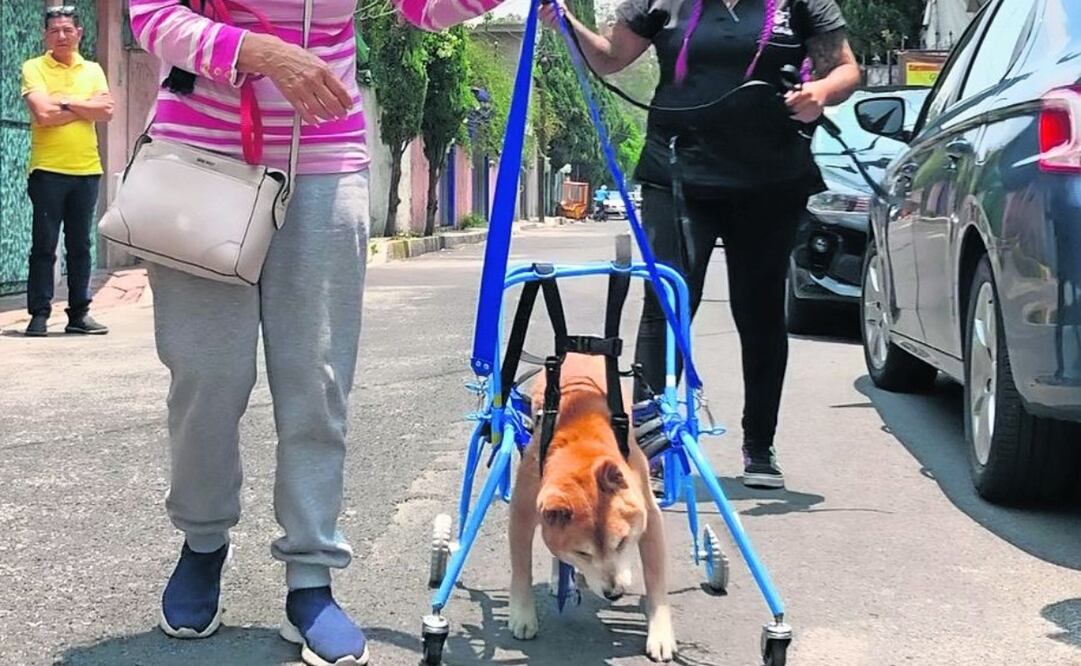 En Car-Can se fabrican sillas de ruedas o carritos para perros y gatos, así como prótesis y férulas. Foto: Atenea Campuzano | El Universal