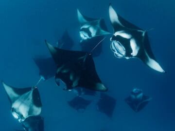 ¿Cómo nacen las mantarrayas?; conoce la respuesta de una bióloga