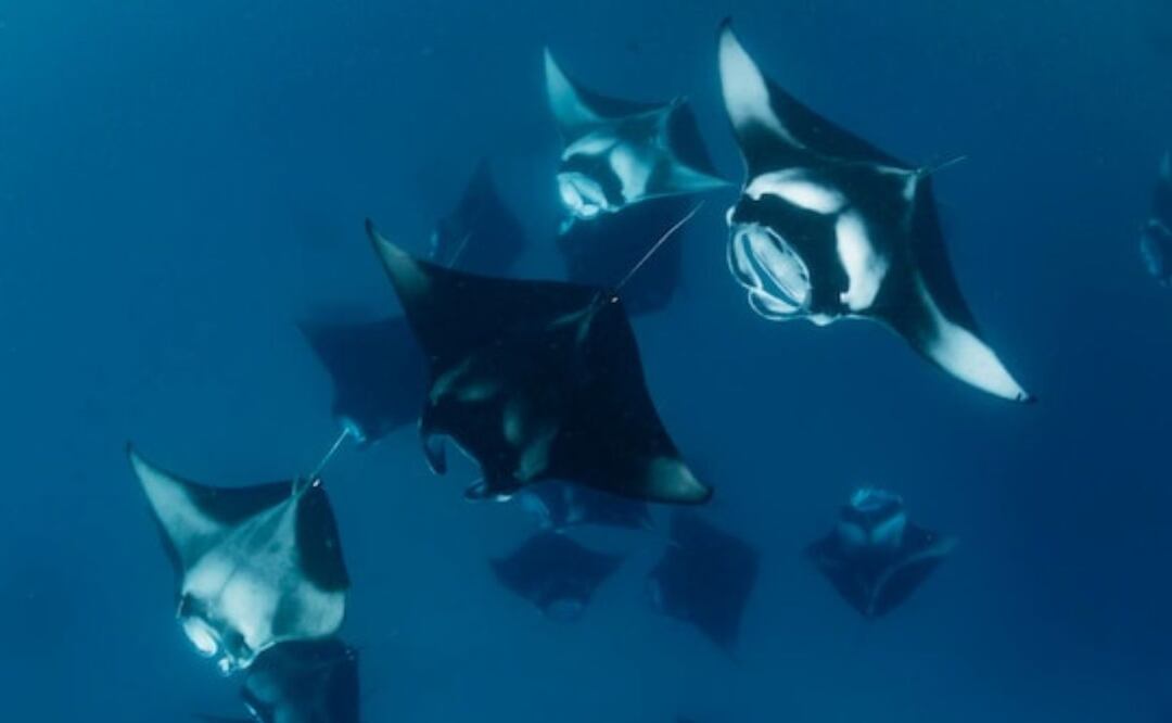 Las mantarrayas dan a luz en aguas poco profundas. Fuente: Freepik.