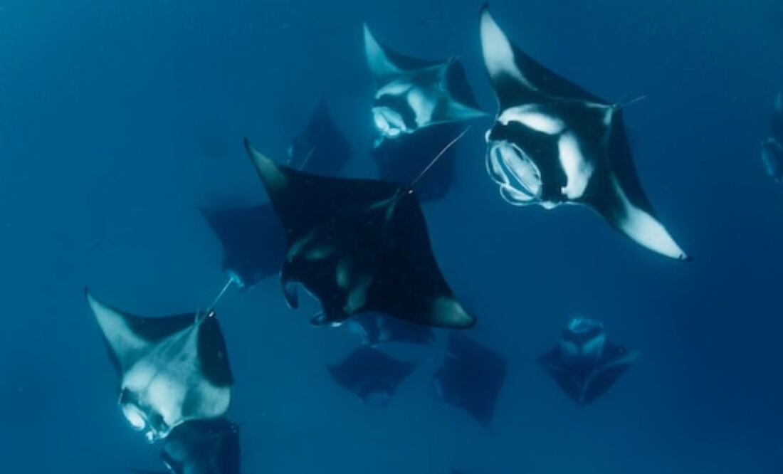 Las mantarrayas dan a luz en aguas poco profundas. Fuente: Freepik.