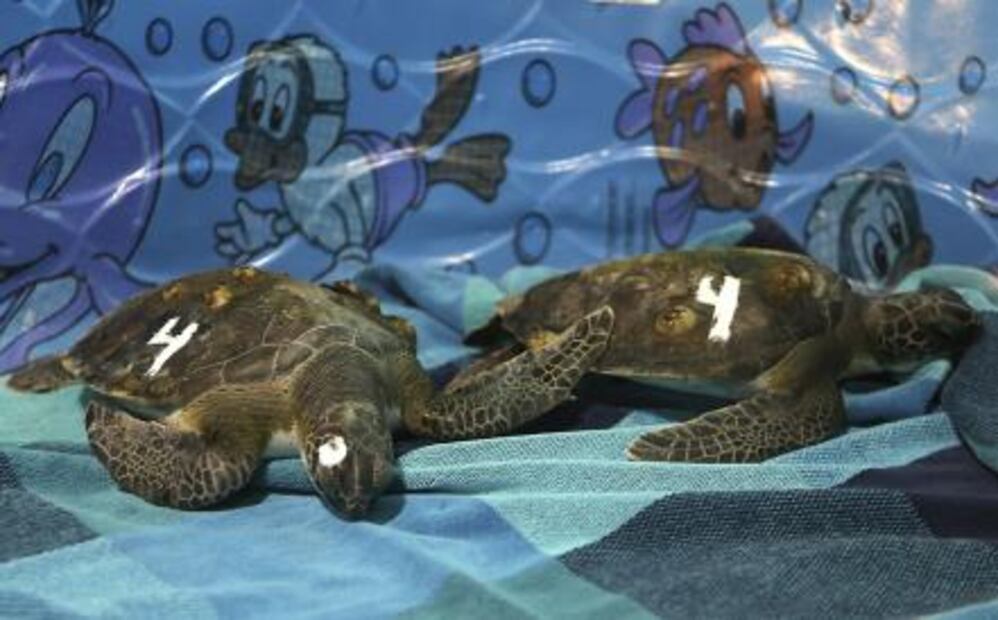 Tortugas aturdidas y manatíes que buscan refugio por ola de frío en Florida