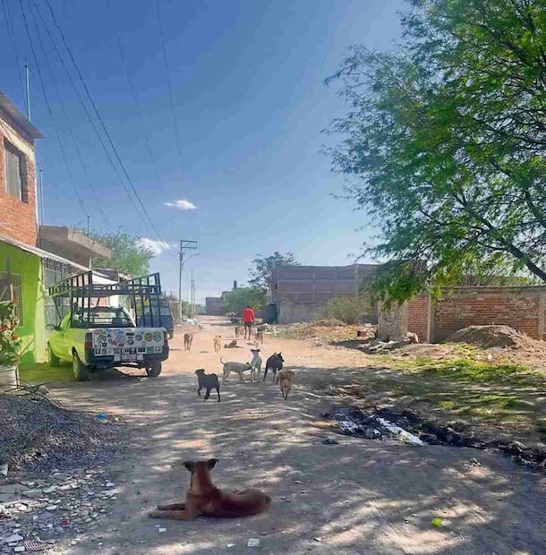 En contraste, en León hay 600 comunidades rurales y al menos 113 asentamientos humanos irregulares. Foto: Xóchitl Álvarez / EL UNIVERSAL