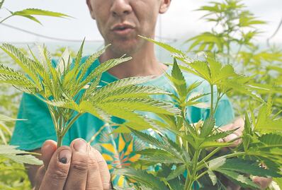 Identifican mecanismo por el que cannabis afecta a los circuitos neuronales