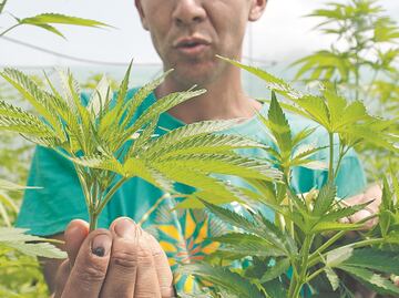 Identifican mecanismo por el que cannabis afecta a los circuitos neuronales