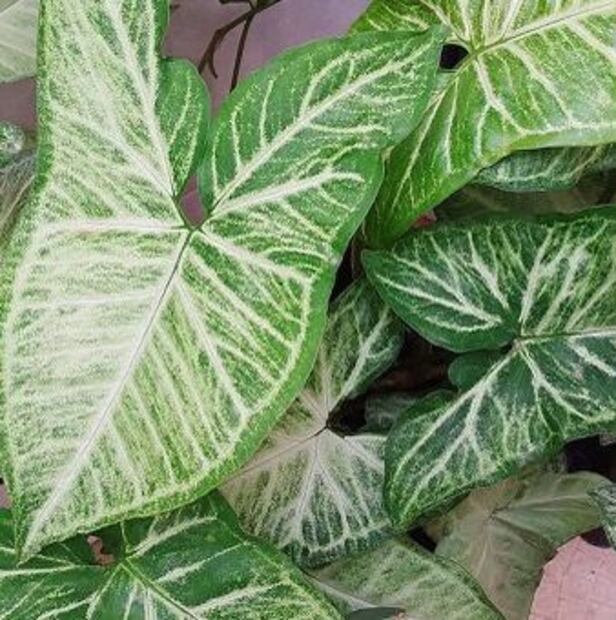 El Singonio emerge como la estrella de los hogares. Fuente: Freepik.