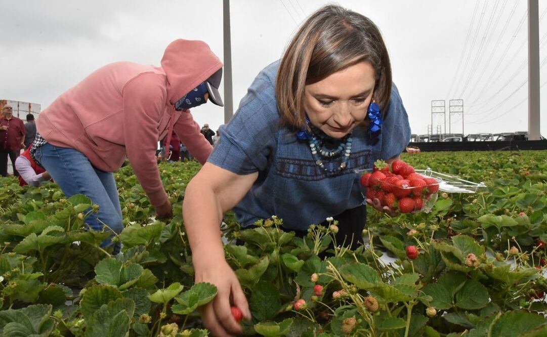 Aspirante a la presidencia, Xóchitl Gálvez en campo de fresas en California. Foto: Especial