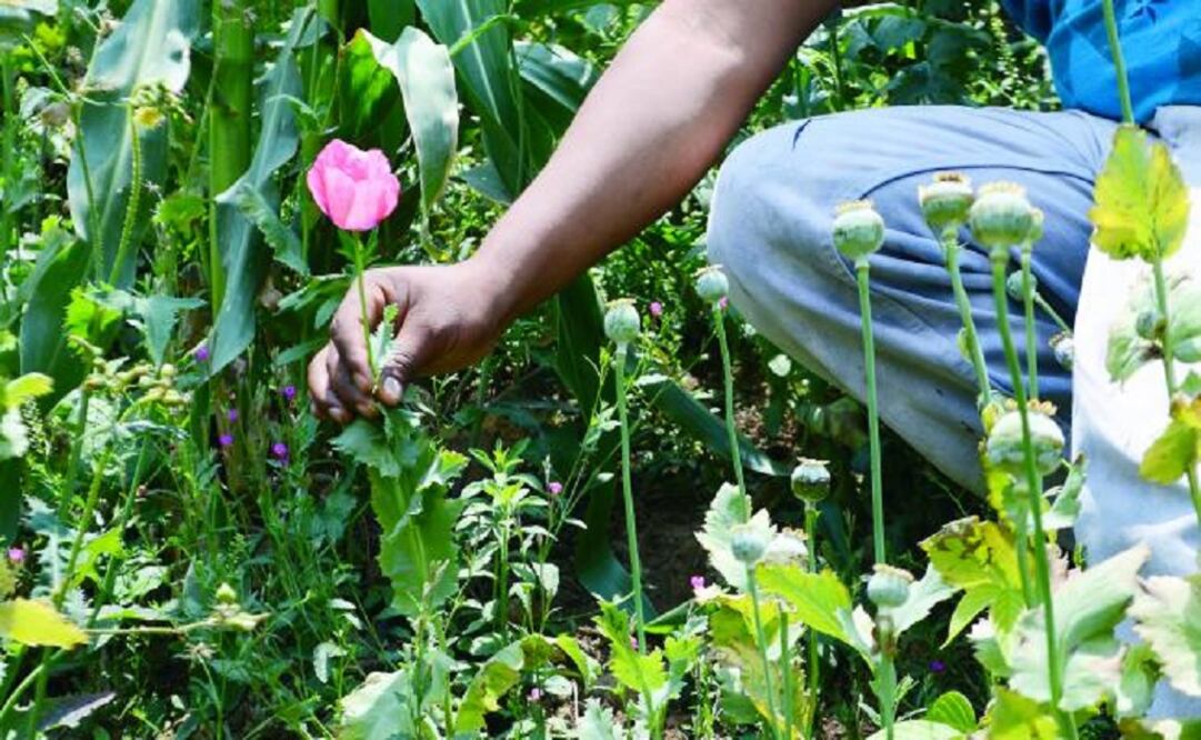 In Guerrero, farmers have cultivated poppies for 40 years. (Photo: Dassaev Téllez / EL UNIVERSAL)