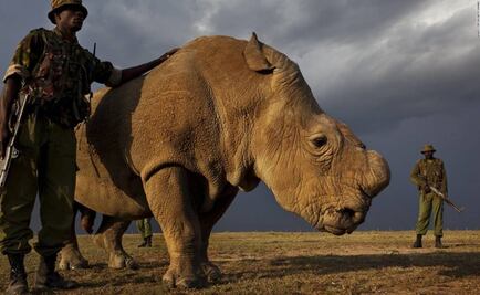 El último rinoceronte blanco del norte busca pareja en Tinder