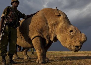 El último rinoceronte blanco del norte busca pareja en Tinder