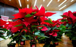 Productores de nochebuenas ofertan 1.8 millones de plantas en sitios públicos y mercados en la CDMX