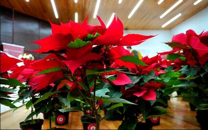 Productores de nochebuenas ofertan 1.8 millones de plantas en sitios públicos y mercados en la CDMX