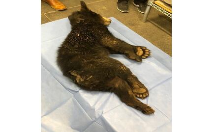 Multa de 7 mdp y 9 años de cárcel a responsables de lastimar a osezno en Nuevo León: Profepa 