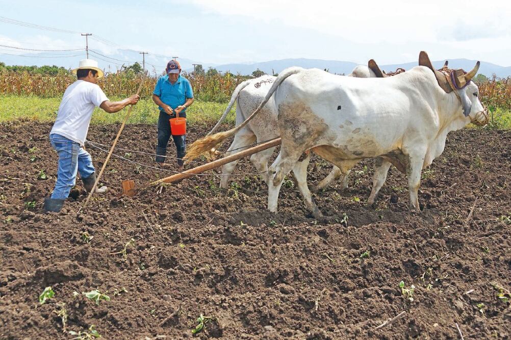 El subejercicio de recursos públicos impacta en programas sociales para el campo, la salud y la educación, que deberían beneficiar a la gente, indica la propuesta de la bancada de Morena. (ARCHIVO EL UNIVERSAL)