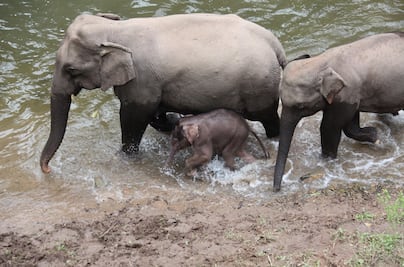 Mueren seis elefantes de reserva forestal, conservacionistas desconocen la razón