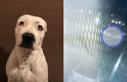 Sujeto amarró y arrastró al perro “Pit” con su auto en Querétaro; exigen justicia