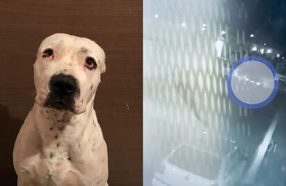 Sujeto amarró y arrastró al perro “Pit” con su auto en Querétaro; exigen justicia