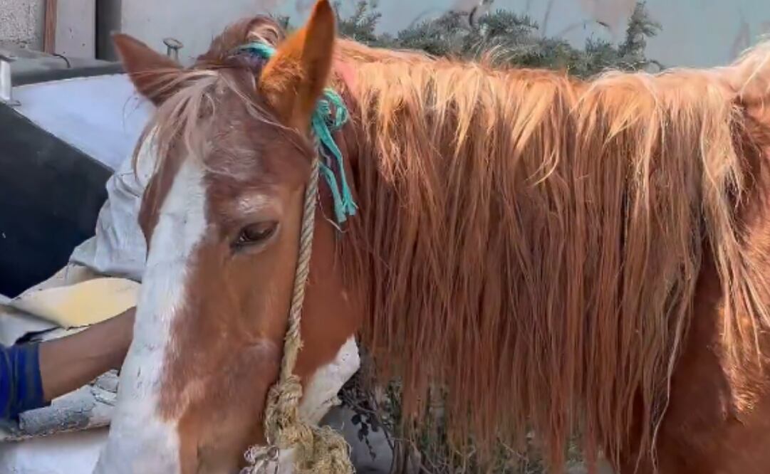 Pancho, el caballo carretonero. Foto: captura de pantalla