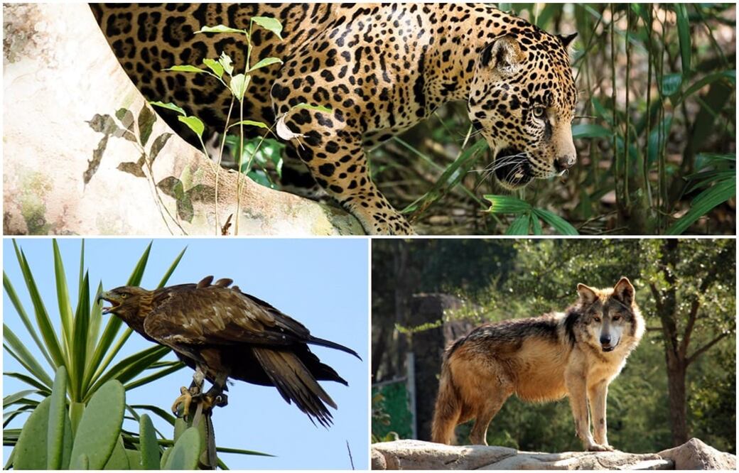 La Unión Internacional para la Conservación de la Naturaleza registra 25 mil 821 especies amenazadas en el mundo. Foto: Arriba WWF, abajo Sedema