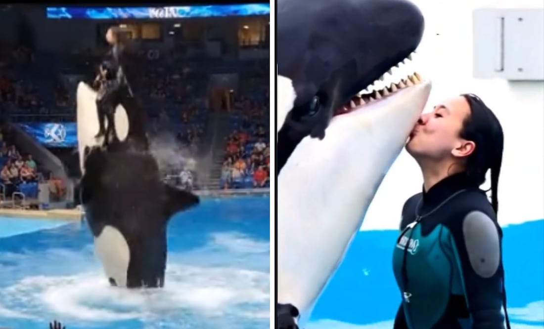 No hay reportes oficiales, ni testimonios ni noticias que sustenten que el incidente ocurrió realmente.
Foto: Capturas de pantalla en TikTok