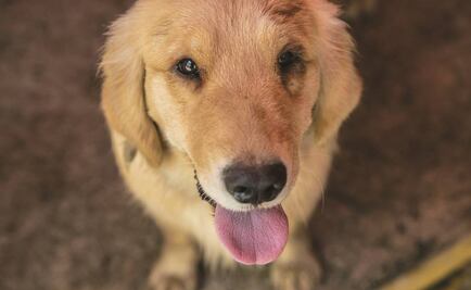 Entrenan perros para recuperar patrimonio cultural robado