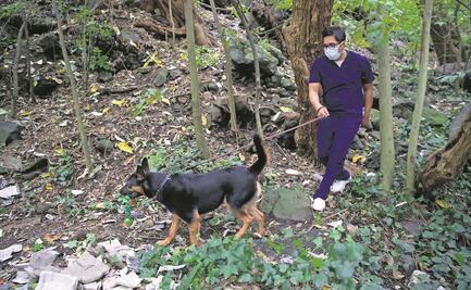 Entrenan en Tlalpan a héroes de 4 patas; preparan cuadrilla rescatista de perritos