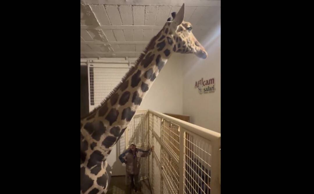 La jirafa Benito en su nuevo hogar. Foto: Captura de pantalla de Africam Safari