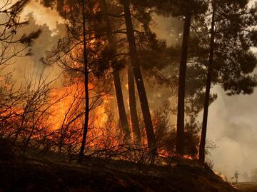 Medio centenar de países, incluyendo México, se comprometen a combatir los incendios forestales desde la prevención