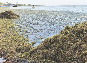 Sargazo verde llega a playas de Boca del Río, Veracruz