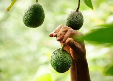 Mexican scientists sequence avocado genome