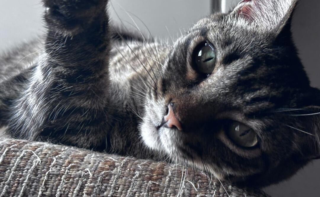 Una palabra nacida de sonidos y adaptación cultural
Foto: El Universal