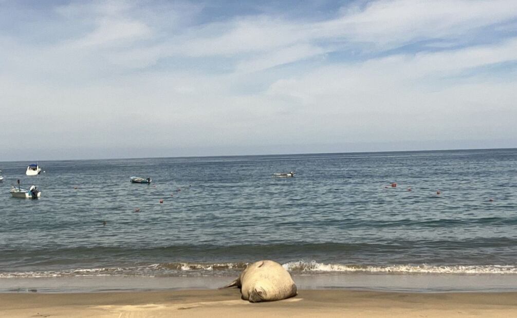 Brindan atención y protección a elefante marino que descansa en Playa "Los Ayala" en Compostela, Nayarit. Foto: Especial
