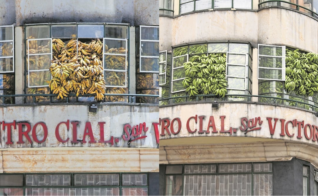 El mexicano Héctor Zamora realizó Delirio atópico, una acción en edificios de Bogotá con racimos de plátano que se descompusieron a lo largo de 20 días, lo que generó un gran impacto urbano en un país con historia platanera. Foto: Cortesía Banana Craze