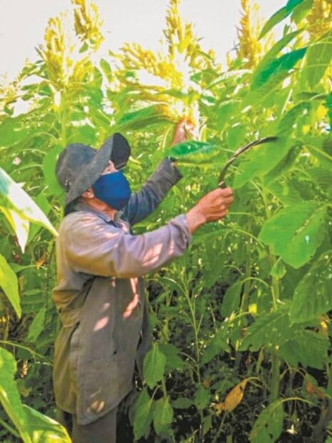 Adaptarse. Covid no paraliza labores agrícolas