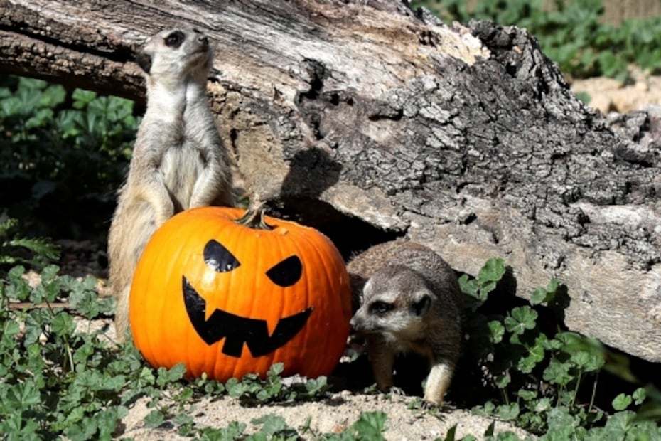 ¿Cuál es el origen del Halloween?